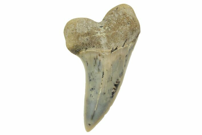 Fossil Shark Tooth (Carcharodon planus) - Bakersfield, CA #364032
